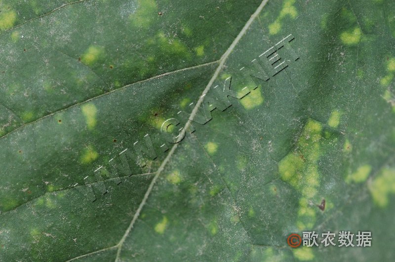 柑橘黄叶症状示例0