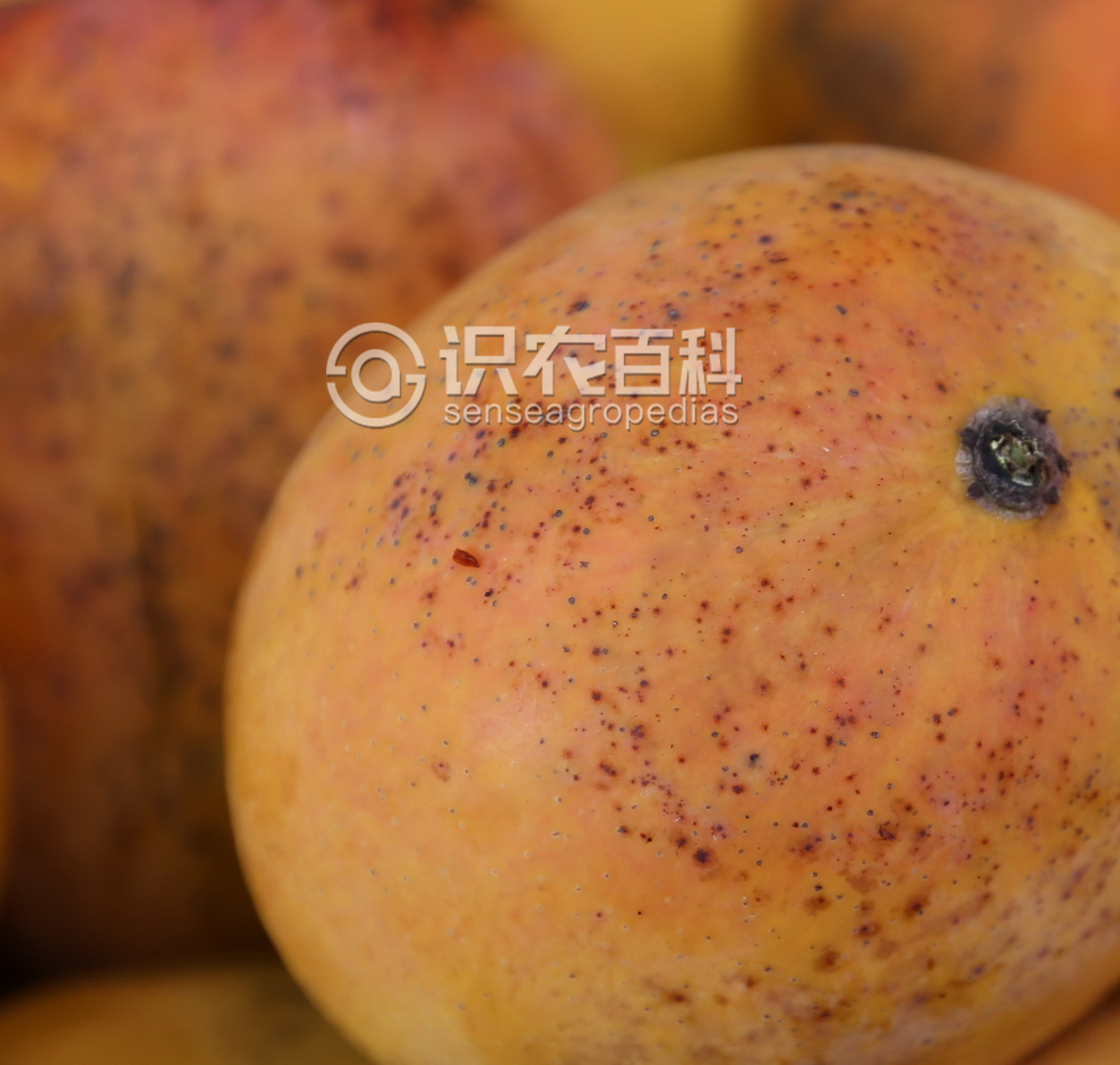 柑橘黄叶症状示例2