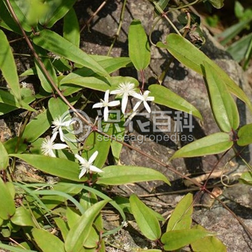 柑橘黄叶症状示例3