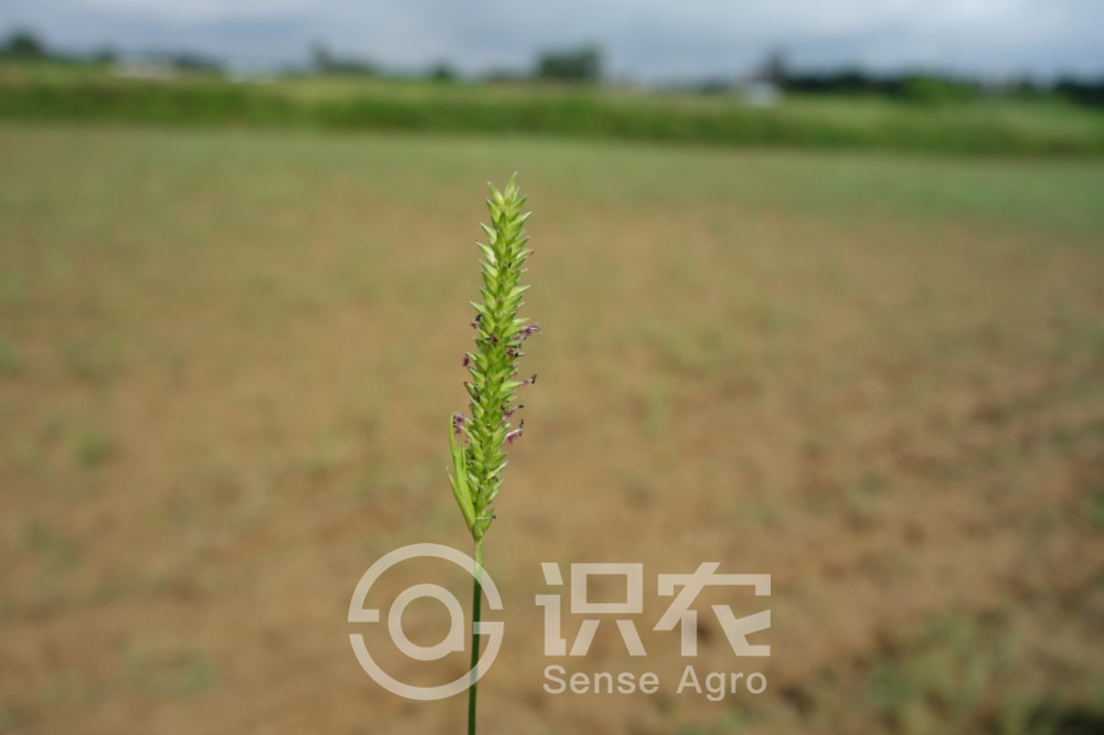 柑橘黄叶症状示例1