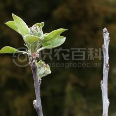 苹果白粉病