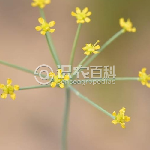 柑橘黄叶症状示例1