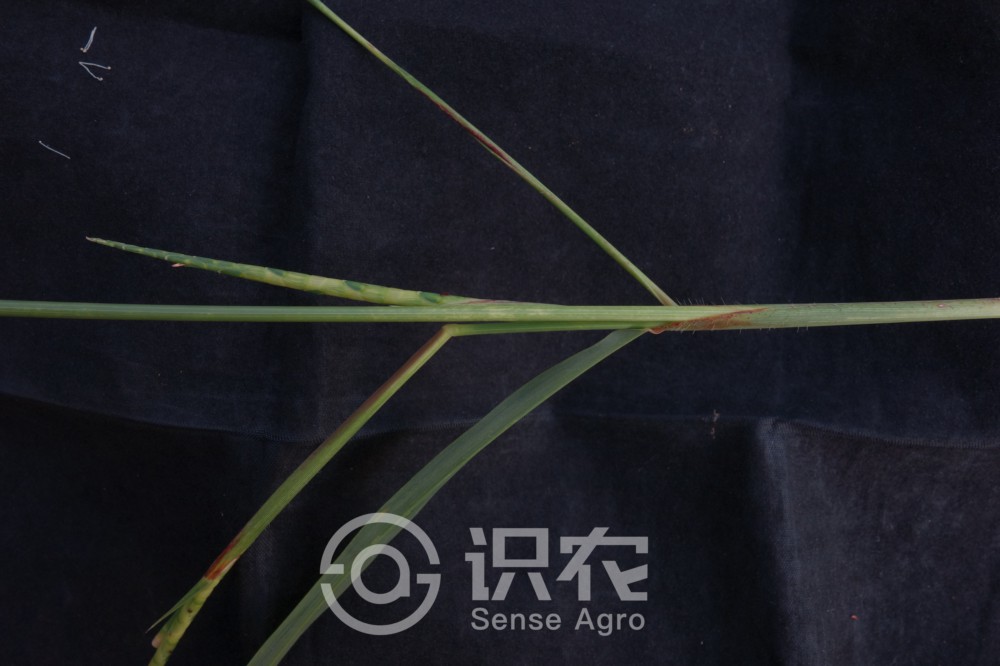 柑橘黄叶症状示例3