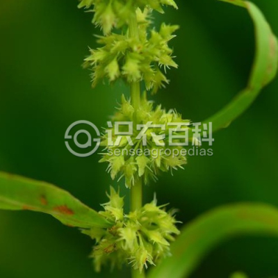 黑龙江酸模