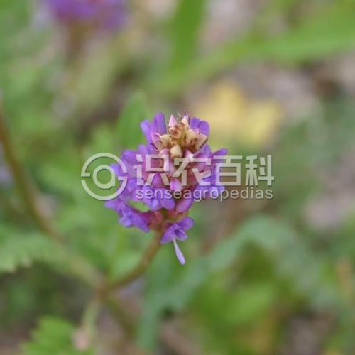 柑橘黄叶症状示例2