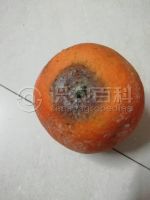 柑橘黄叶症状示例0
