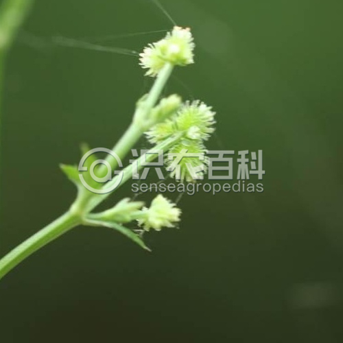 柑橘黄叶症状示例2