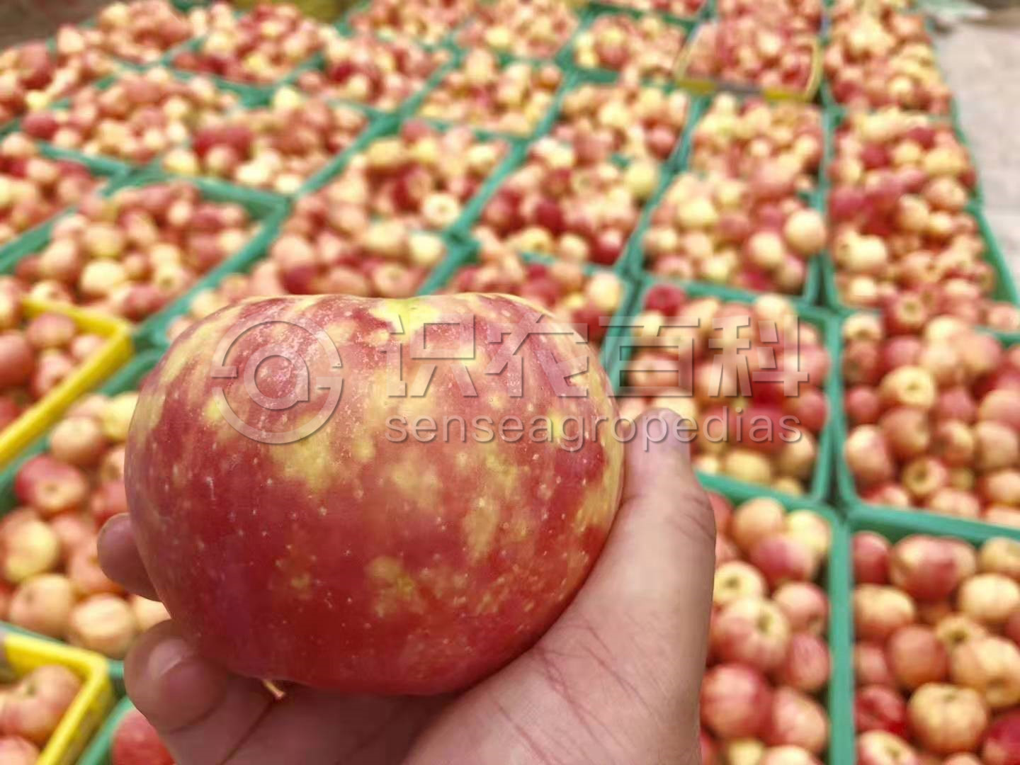 柑橘黄叶症状示例2