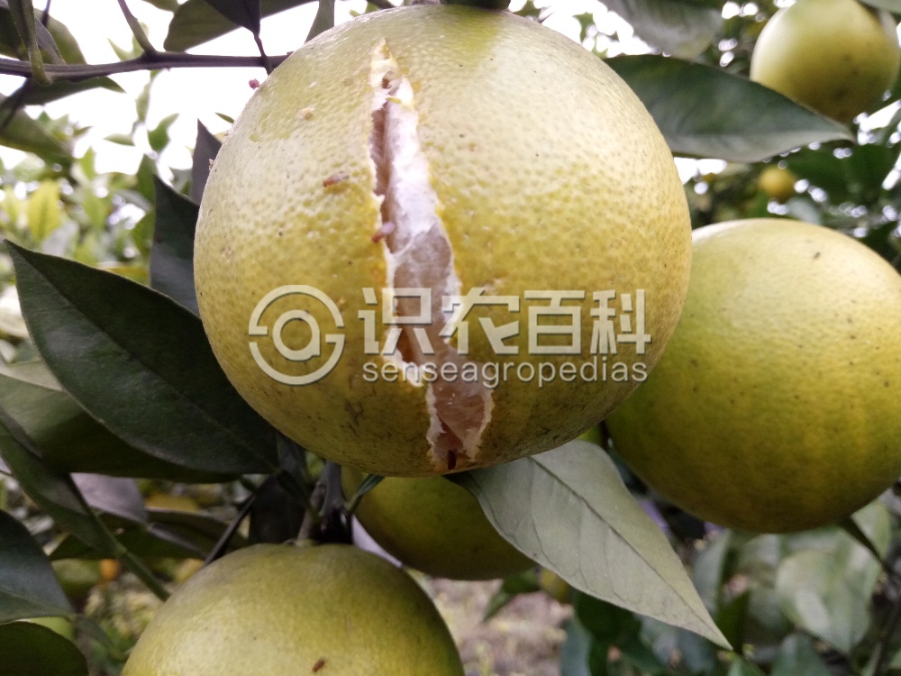 柑橘黄叶症状示例4