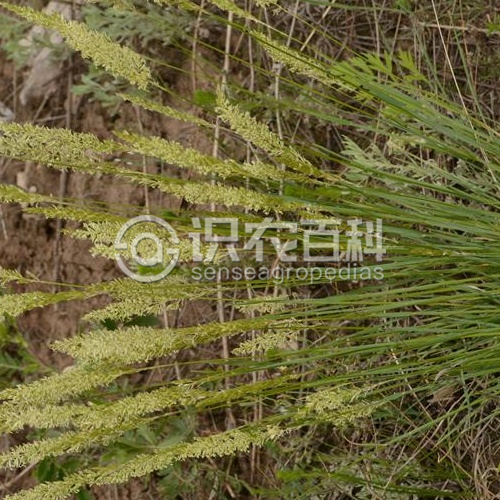柑橘黄叶症状示例2