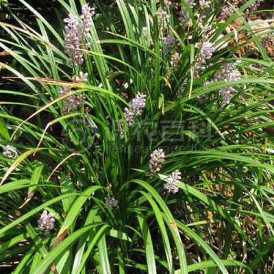 沿阶草