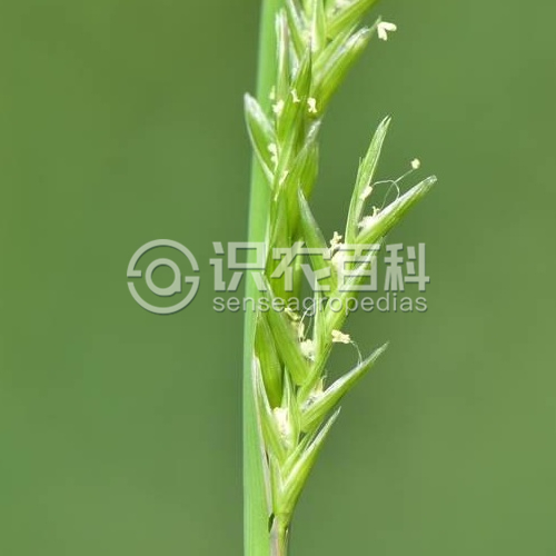 柑橘黄叶症状示例1