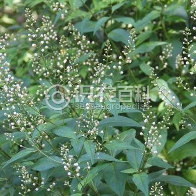 黑腺珍珠菜
