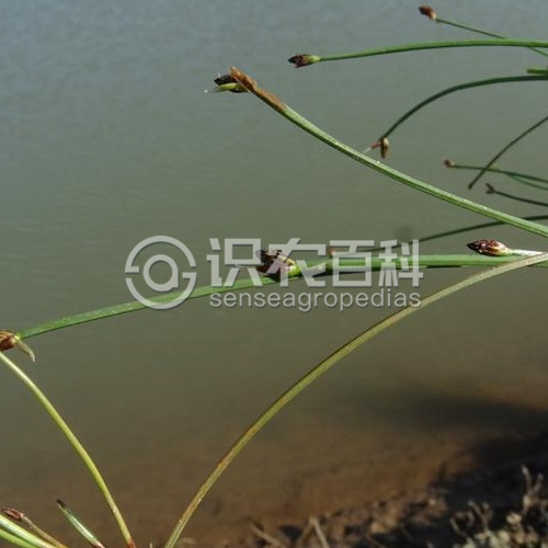 柑橘黄叶症状示例1