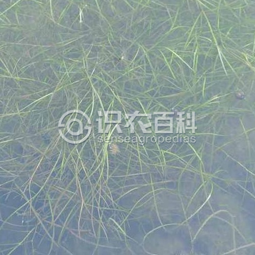 柑橘黄叶症状示例3