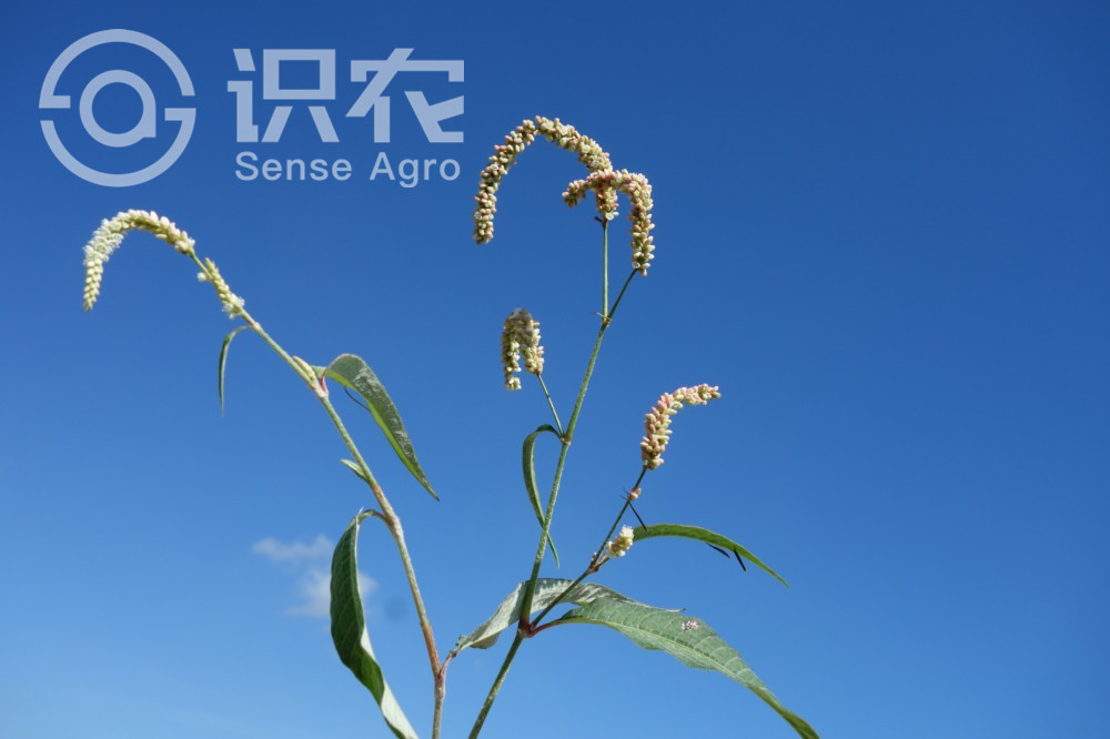 柑橘黄叶症状示例2