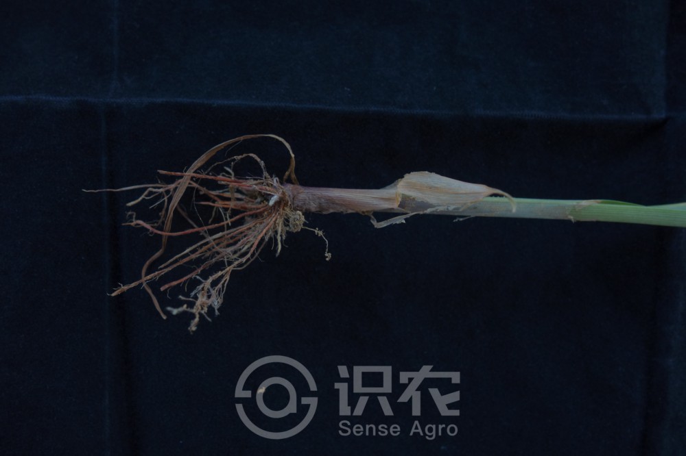 柑橘黄叶症状示例4