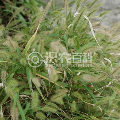 大狗尾草