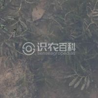 柑橘黄叶症状示例0