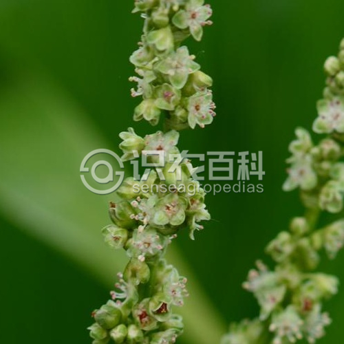 柑橘黄叶症状示例4