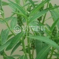 柑橘黄叶症状示例0