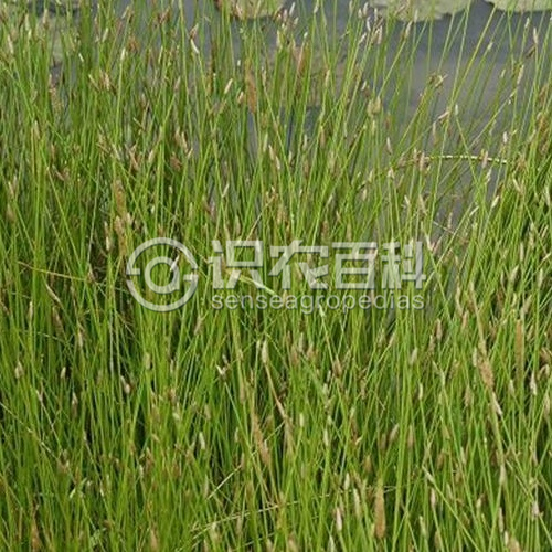 柑橘黄叶症状示例2