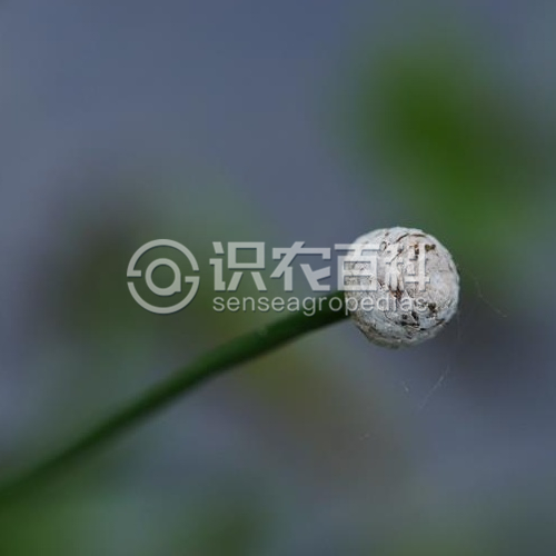 柑橘黄叶症状示例1
