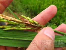 柑橘黄叶症状示例0