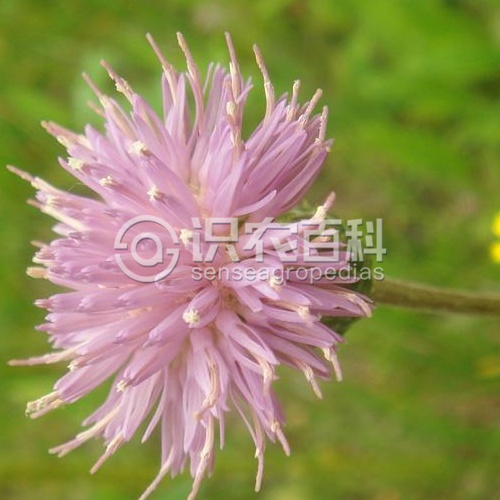 柑橘黄叶症状示例4
