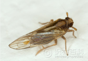 柑橘黄叶症状示例0
