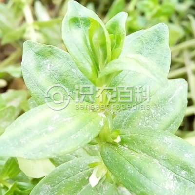 白花水八角