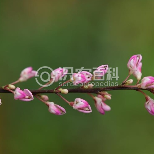 柑橘黄叶症状示例1