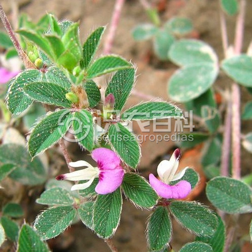 柑橘黄叶症状示例1
