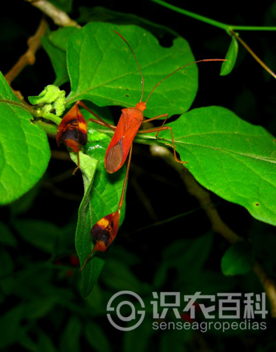 缘蝽