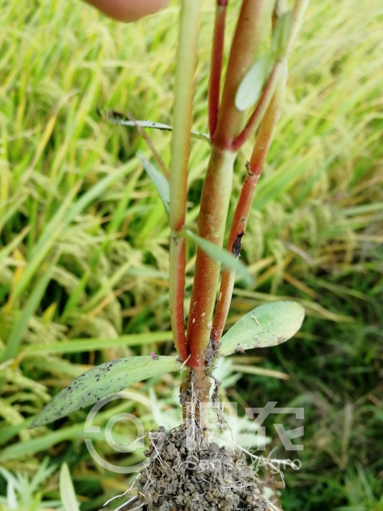 柑橘黄叶症状示例5