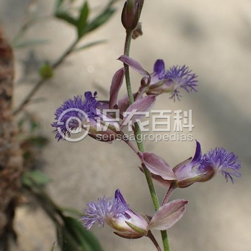 柑橘黄叶症状示例2