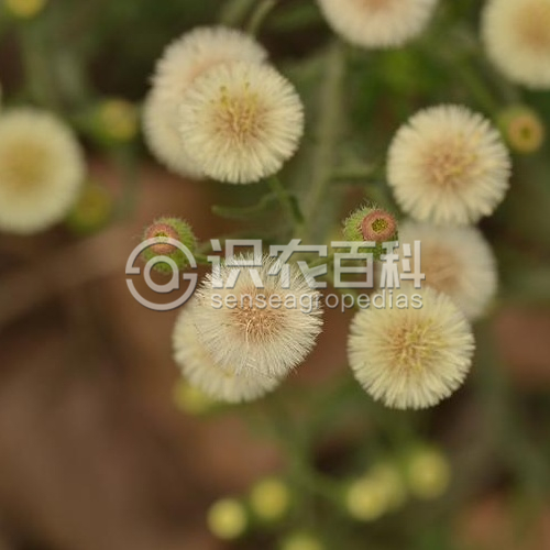 柑橘黄叶症状示例5