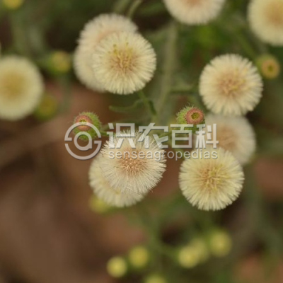 白酒草