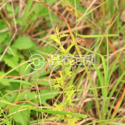 阴行草