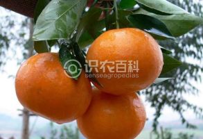 柑橘黄叶症状示例0