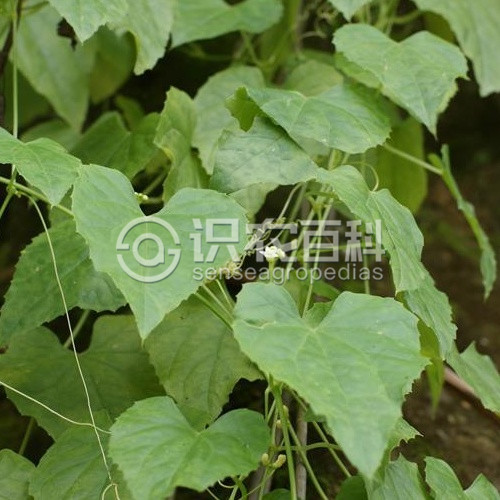 柑橘黄叶症状示例1