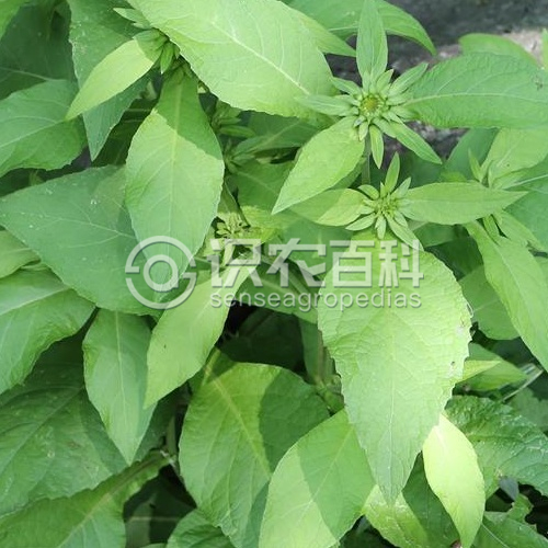 柑橘黄叶症状示例1