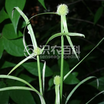 无刺鳞水蜈蚣