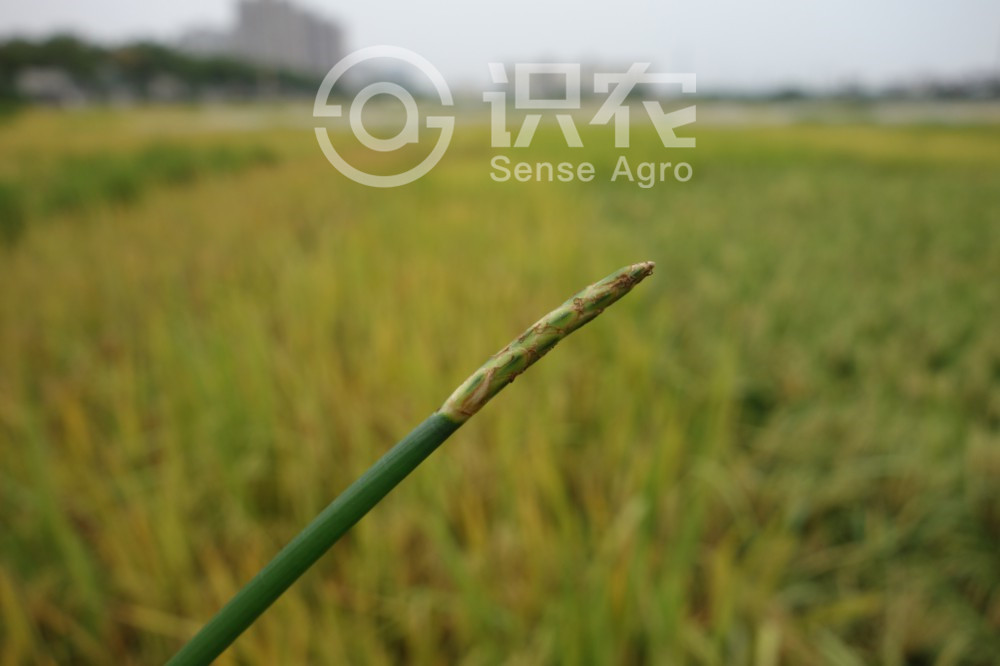 柑橘黄叶症状示例1