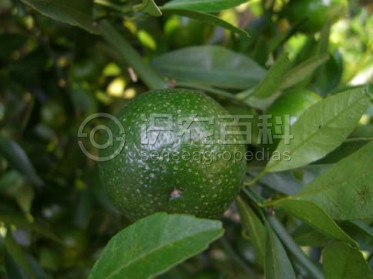 柑橘黄叶症状示例1