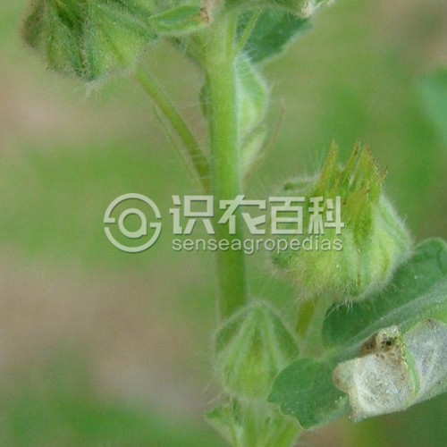 柑橘黄叶症状示例2
