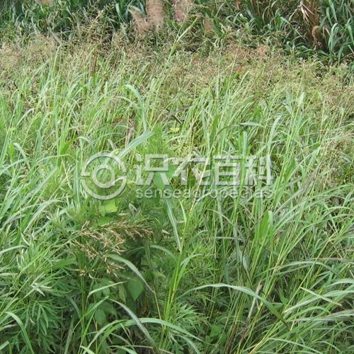 柑橘黄叶症状示例1