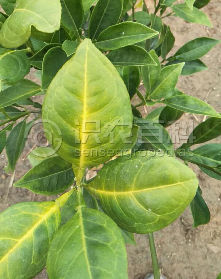 柑橘黄叶症状示例1