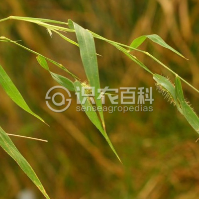 倒刺狗尾草