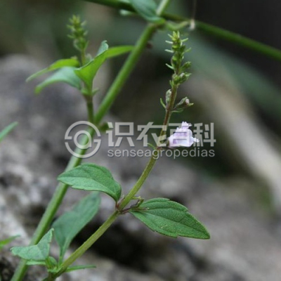 荠苎